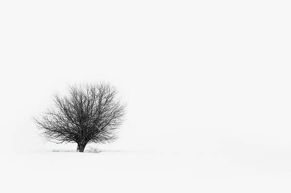 Tranquility Poster featuring the photograph Lone Tree by Jrj-photo