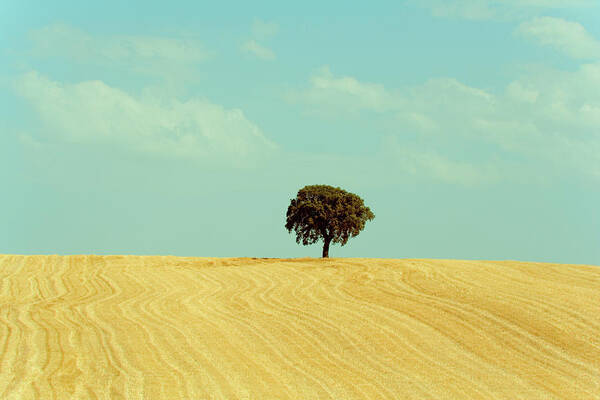 Tranquility Poster featuring the photograph Lonely Holm Oak In Spain by Victoriano Izquierdo