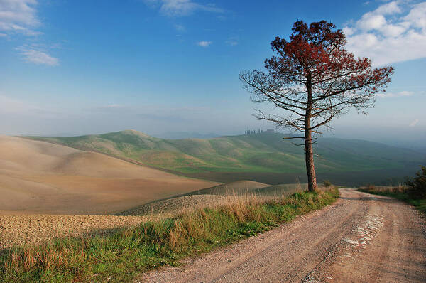 Toscana Poster featuring the photograph Lonely Tree by Jure Kravanja