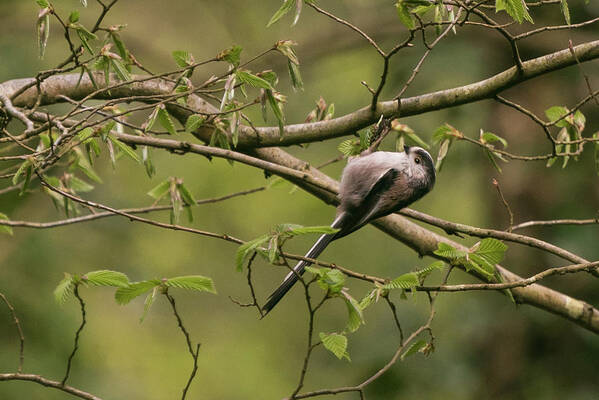 Wildlifephotograpy Poster featuring the photograph Long Tailed Tit by Wendy Cooper