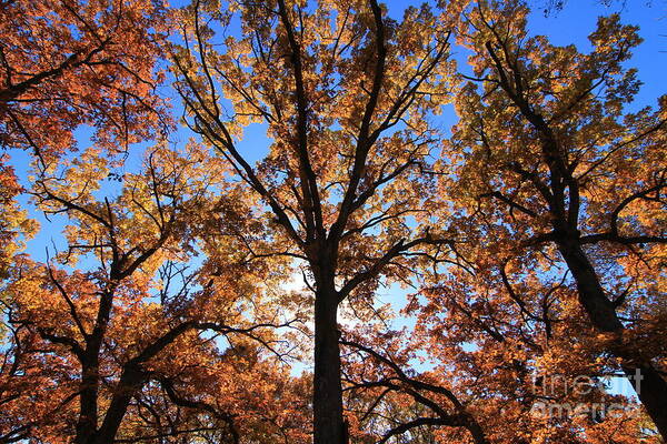 Fall Poster featuring the photograph Looking Up #8 by Rick Rauzi