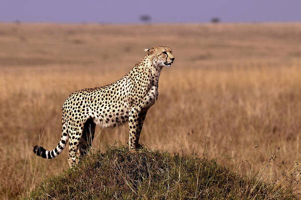 Cheetah Poster featuring the photograph Lookout by Giuseppe Damico