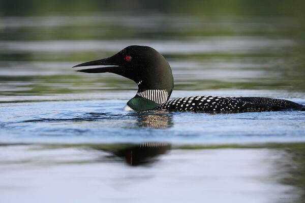 Common Loon Poster featuring the photograph Loon Calling Its Mate by Sandra Huston