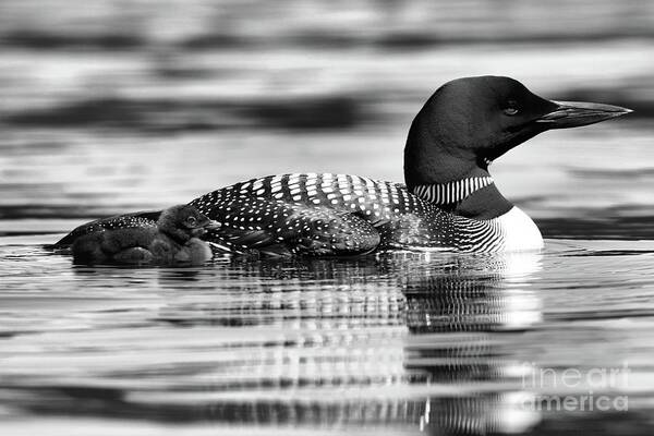 : Common Loon Poster featuring the photograph Loon Family in Black and White by Sandra Huston
