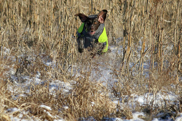 German Shortair Pointer Poster featuring the photograph Macie Race by Brook Burling