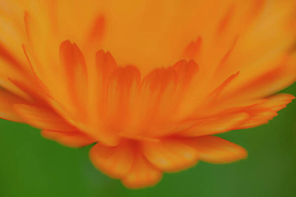 Macro Poster featuring the photograph Macro Orange 3 by Kathy Paynter