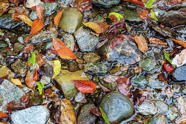 Landscape Poster featuring the photograph Mad River Autumn Leaves by Chad Dikun