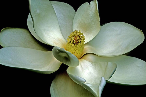 Magnolia Poster featuring the photograph Magnolia 2006 01 by Jim Dollar
