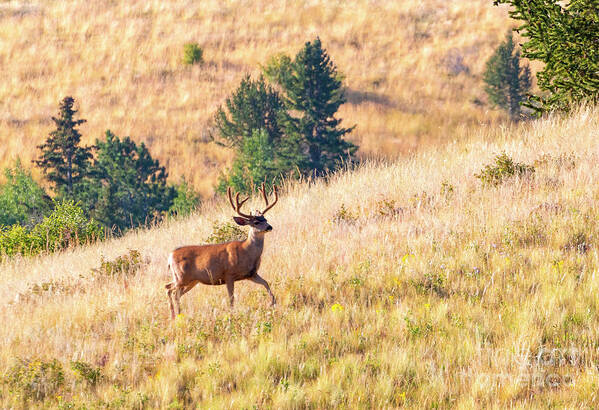 Bucks Poster featuring the photograph Majestic Buck in Grouse Meadow by Steven Krull