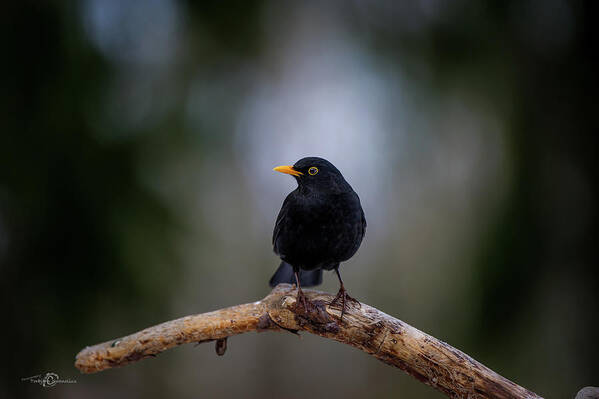 Blackbird Poster featuring the photograph Male blackbird perching on an old pine branch by Torbjorn Swenelius