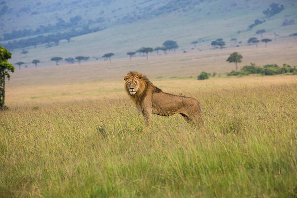 Kenya Poster featuring the photograph Male Lion In The Savanna Masai Mara by Seppfriedhuber