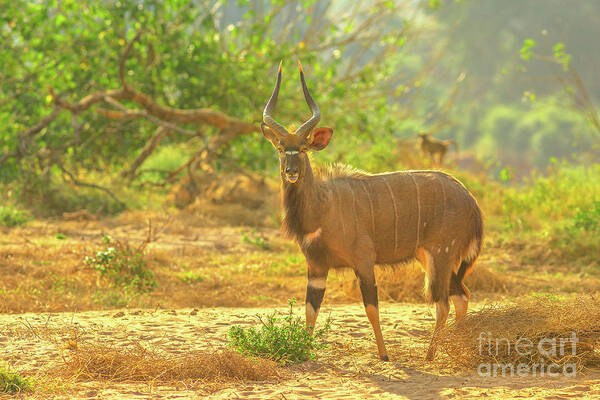 Nyala Poster featuring the photograph Male of Greater Nyala by Benny Marty