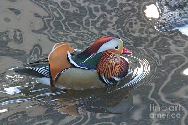Mandarin Duck Poster featuring the photograph Mandarian_18_faa by Patricia Youngquist