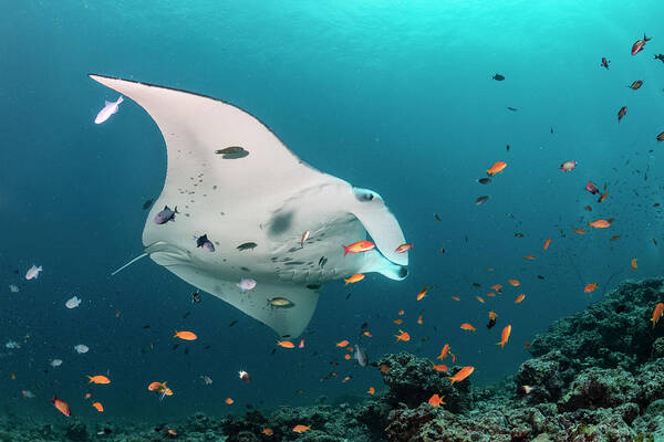 Animal Poster featuring the photograph Manta Ray At Cleaning Station by Tui De Roy