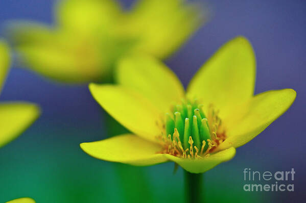 Caltha Palustris Poster featuring the photograph Marsh Marigold Michigan wetland wildflower by Mark Graf