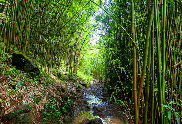 Bamboo Forest Poster featuring the photograph Maui Bamboo Forest by Anthony Jones