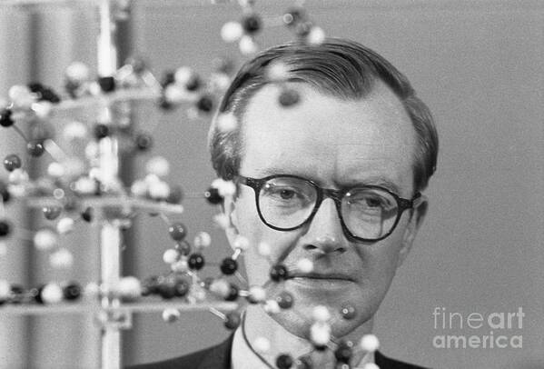 Mature Adult Poster featuring the photograph Maurice Wilkins With Molecular Model by Bettmann