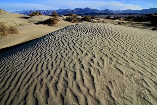 Death Valley National Park Poster featuring the photograph Mesquite Flat Sand Dunes Grapevine Mountains by Ed Riche