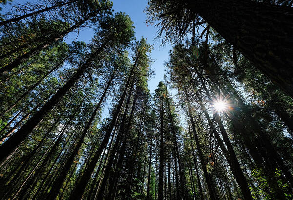 Forest Poster featuring the photograph Metolius River Trees by Sherrie Triest