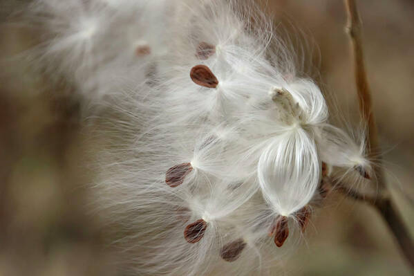 Milkweed Poster featuring the photograph Milkweed Spreading Seeds by Laura Smith