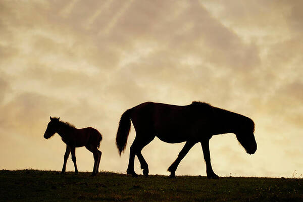 00648206 Poster featuring the photograph Miskai Horse Mare And Foal At Sunset by Hiroya Minakuchi
