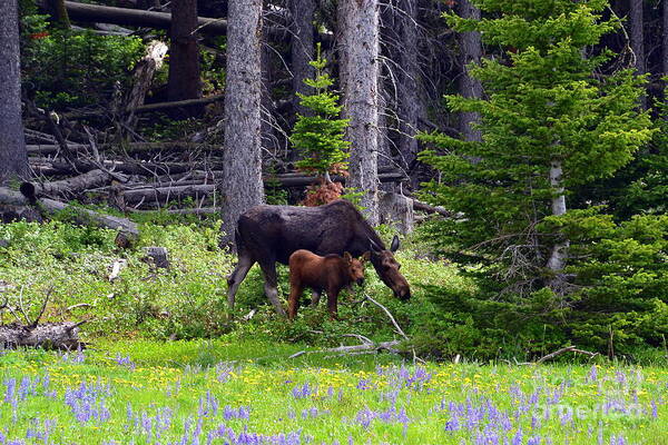 Moose Poster featuring the photograph Mom and Baby by Dorrene BrownButterfield