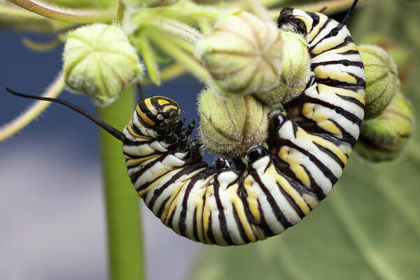 Monarch Caterpillar Insect Close Up Closeup Close-up Macro Outside Outdoors Nature Brian Hale Brianhalephoto Situps Sit-ups Sit-up Sit Up Ups Poster featuring the photograph Monarch Sit-ups by Brian Hale