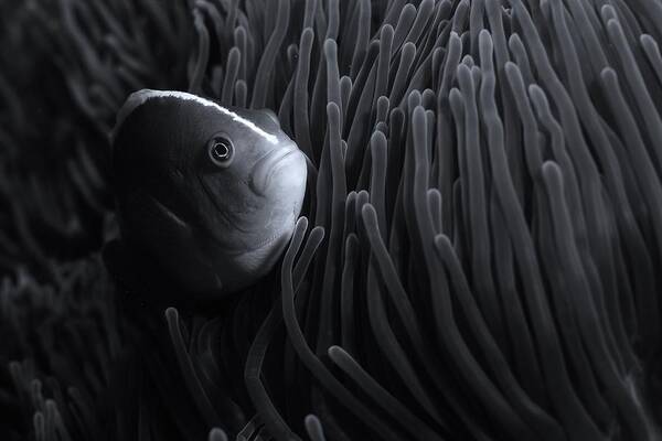 Clown Fish
Tropical Fish
Underwater
Sealife
Ocean
Nature
Wildlife
Monochrome Poster featuring the photograph Monochromix by Serge Melesan