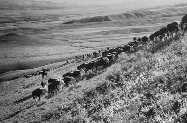 Usa Poster featuring the photograph Montana, United States by Ralph Crane