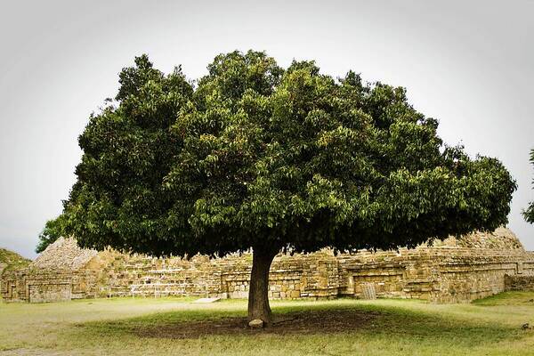 Tranquility Poster featuring the photograph Monte Alban Oaxaca by Javier Hidalgo