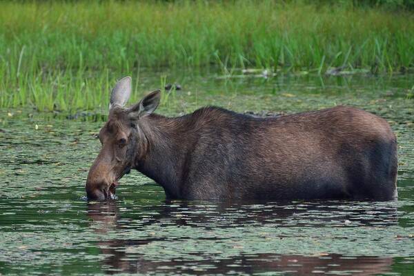 Outdoor Poster featuring the photograph Moose Munchies II- Cow Moose feeding in a pond by David Porteus