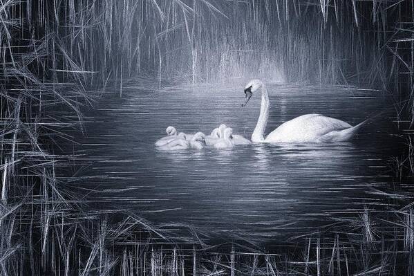 Swan Poster featuring the photograph Morning Bath by Jaroslav Buna