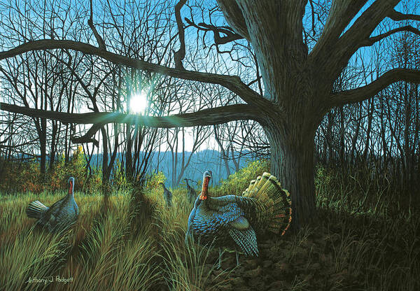 Turkey Poster featuring the painting Morning Chat - Turkey by Anthony J Padgett