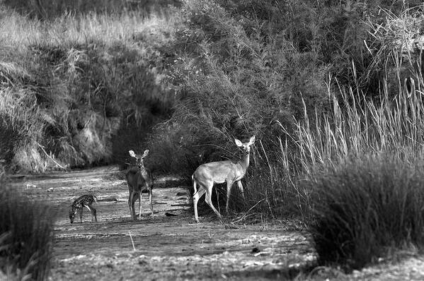 Richard E. Porter Poster featuring the photograph Morning Drink - Deer, Palo Duro Canyon State Park, Texas by Richard Porter