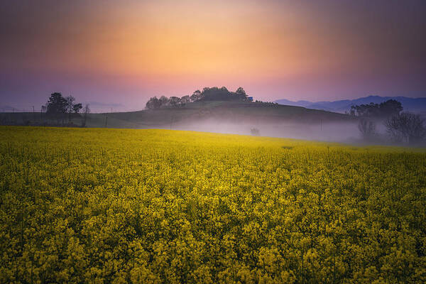 Fog Poster featuring the photograph Morning On A Ranch With Rapeseed Flowers by Tiger Seo