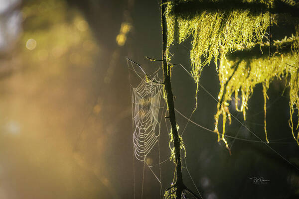Landscape Poster featuring the photograph Morning Web by Bill Posner