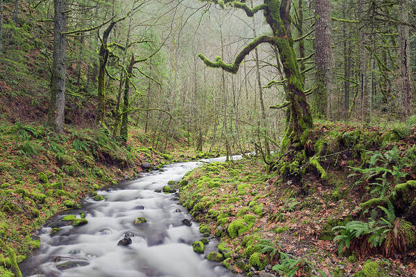 Creek Poster featuring the photograph Mossy Landscape by Nicole Young