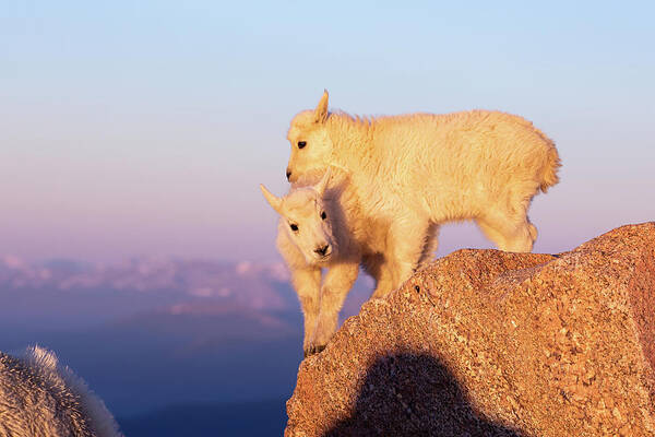 Mountain Goat Poster featuring the photograph Mountain Goat Kids Fight for a Spot by Tony Hake