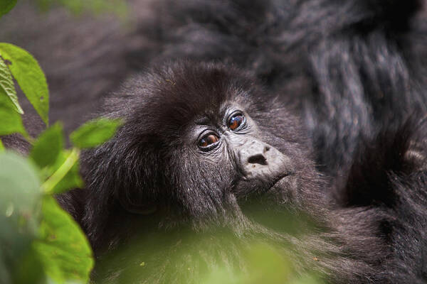 Animal Themes Poster featuring the photograph Mountain Gorilla Gorilla Beringei by Dawie Du Plessis