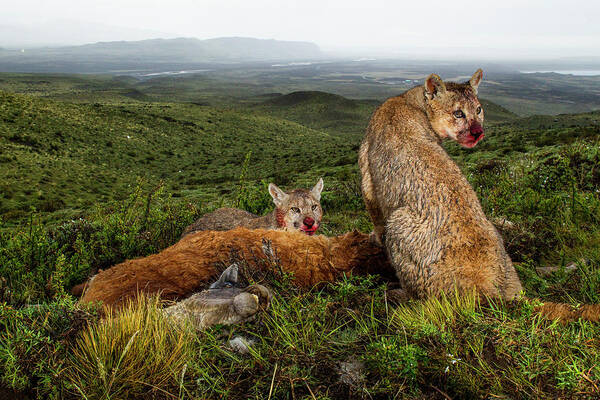 Sebastian Kennerknecht Poster featuring the photograph Mountain Lion Yearlings At Guanaco Kill by Sebastian Kennerknecht