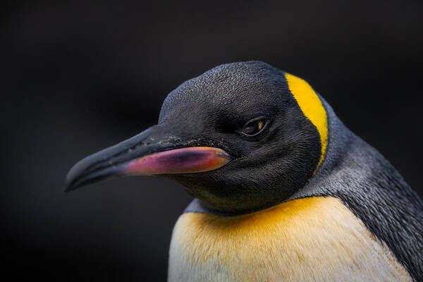 Penguin Poster featuring the photograph Mr. Gentle by Alex Zhao