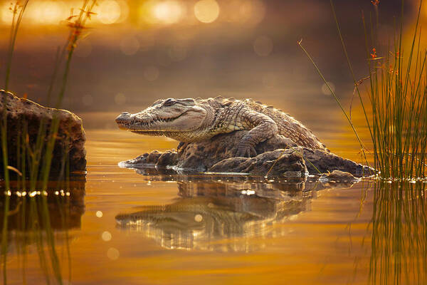 Wildlife Poster featuring the photograph Mugger Crocodile by Milan Zygmunt