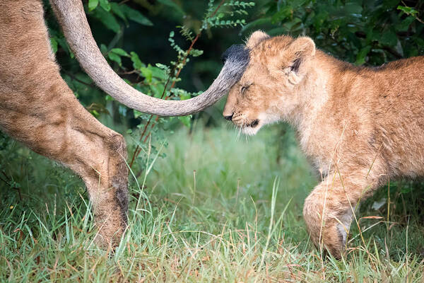 Lion Poster featuring the photograph Mum's Tail by Hao Jiang