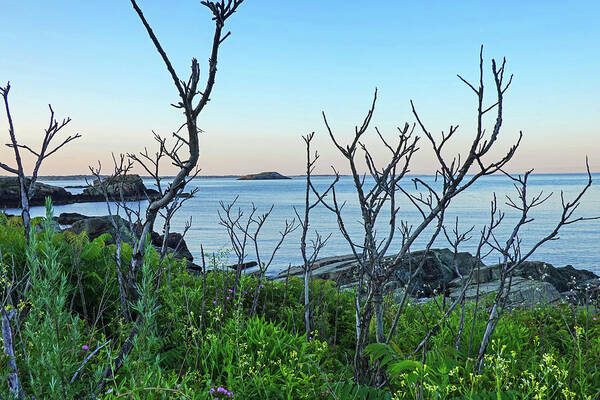 Nahant Poster featuring the photograph Nahant MA Egg Rock through the Trees by Toby McGuire