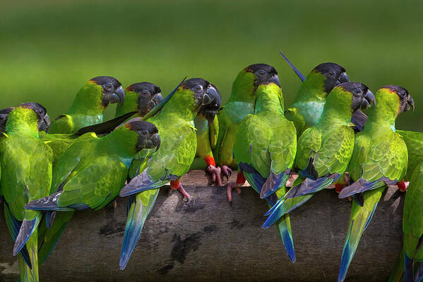 Vertebrate Poster featuring the photograph Nanday Parakeets Perched In A Row In by Mint Images - Art Wolfe