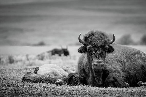 Bison Poster featuring the photograph Nap Time in BW by James Barber