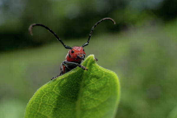 Milkweed Beetle Poster featuring the photograph Natures Cutest by Linda Howes