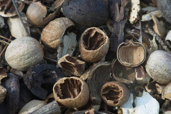 Emotion Poster featuring the photograph Natures Nuts by Douglas Barnett