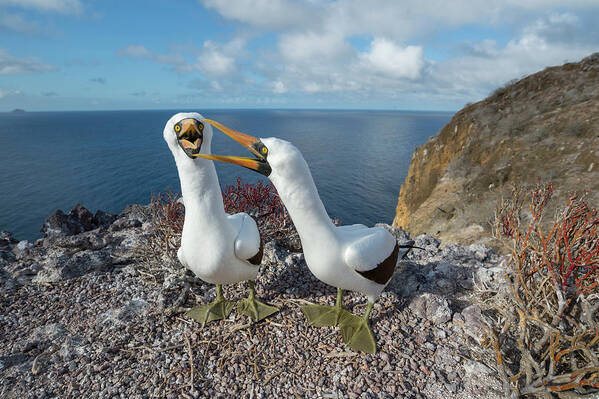 Animal Poster featuring the photograph Nazca Booby Couple Courting by Tui De Roy