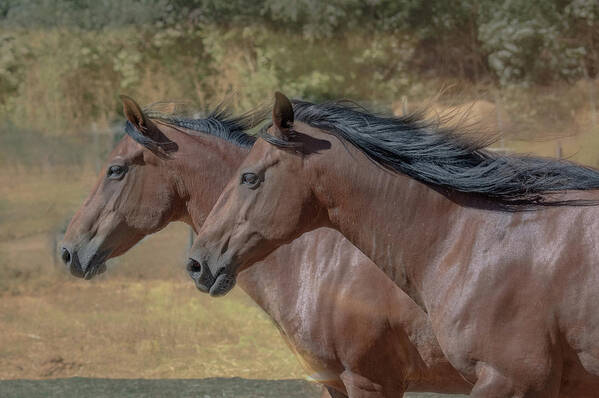 Wild Horse Poster featuring the photograph face mask Neck to neck by Patricia Dennis